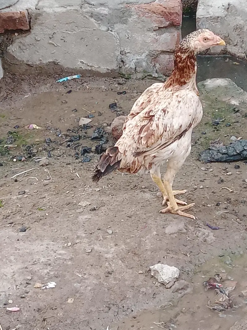 patha for sale and exchange baki for sale — photo 4