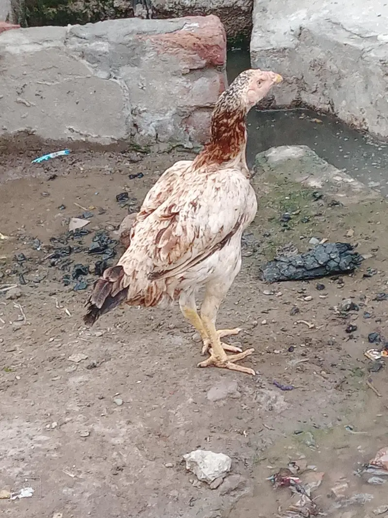 patha for sale and exchange baki for sale — photo 5