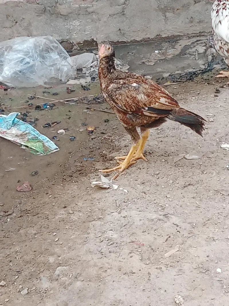 patha for sale and exchange baki for sale — photo 6