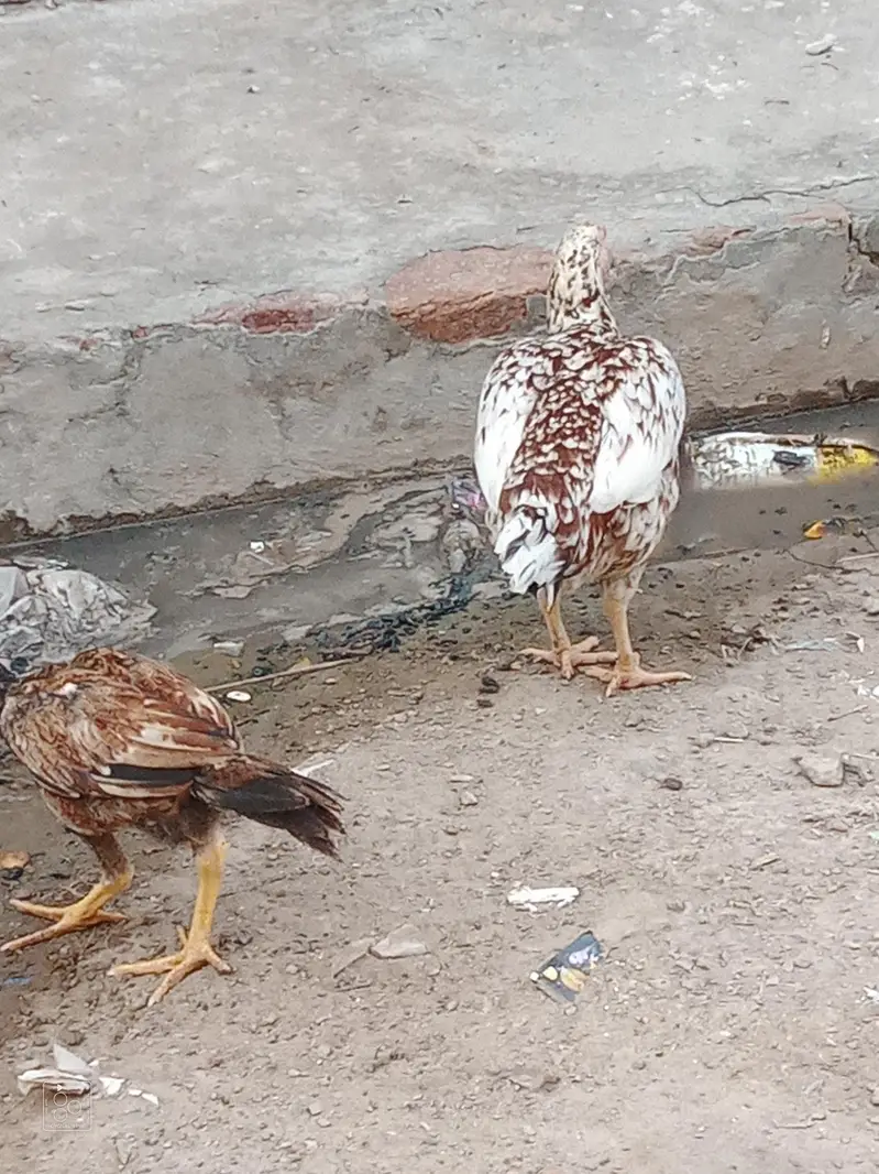 patha for sale and exchange baki for sale — photo 7