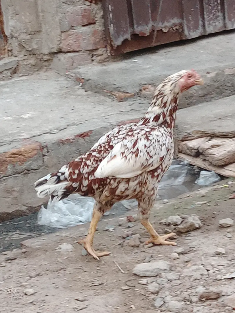 patha for sale and exchange baki for sale — photo 8