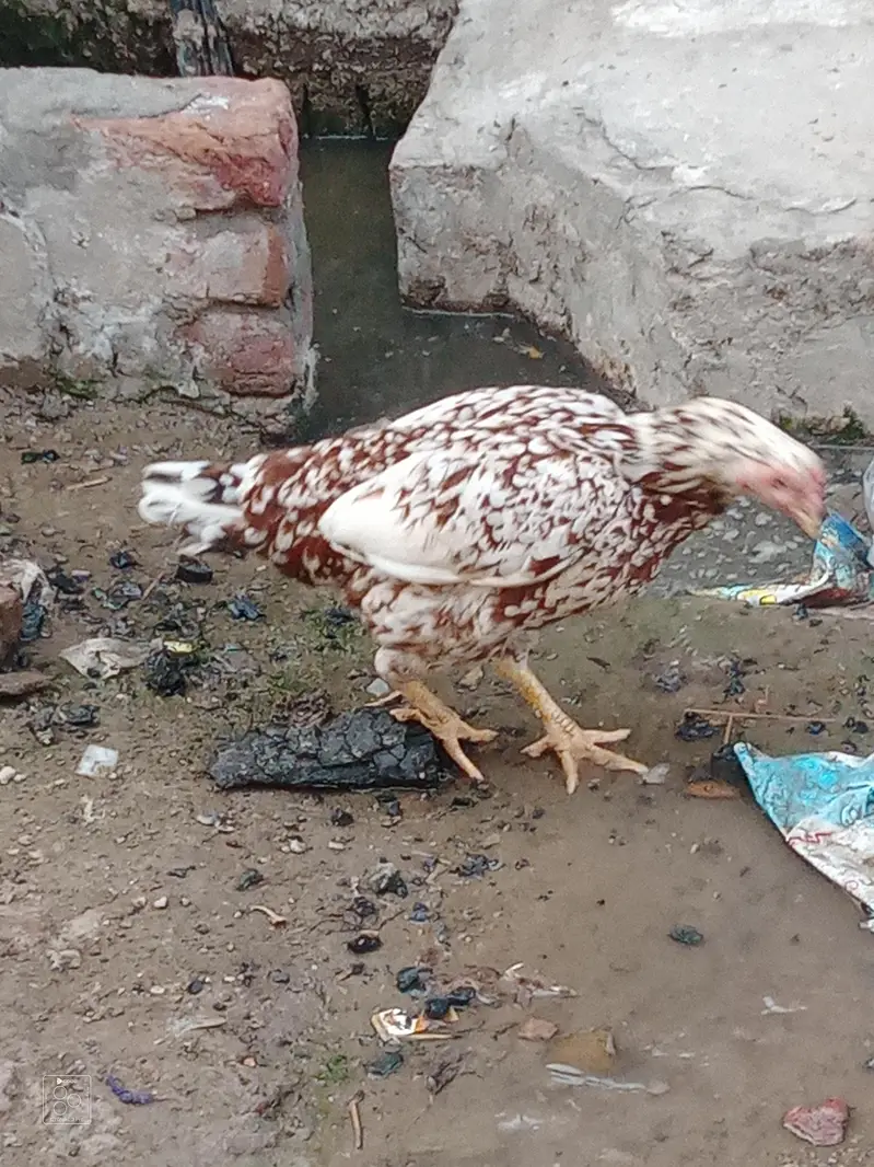 patha for sale and exchange baki for sale — photo 9