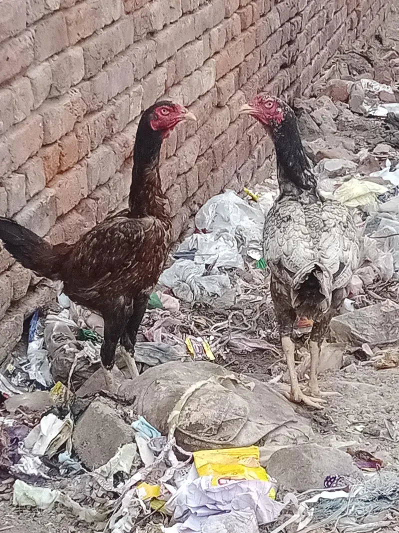 patha for sale and exchange baki for sale — photo 10