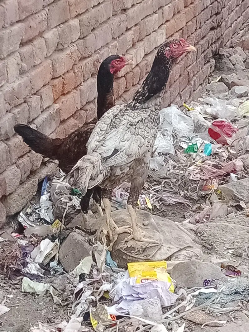 patha for sale and exchange baki for sale — photo 11