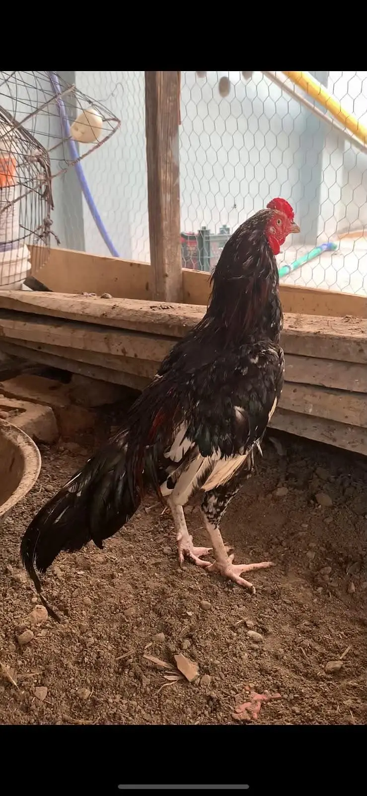Cheena Male, 2 Black femals — photo 2
