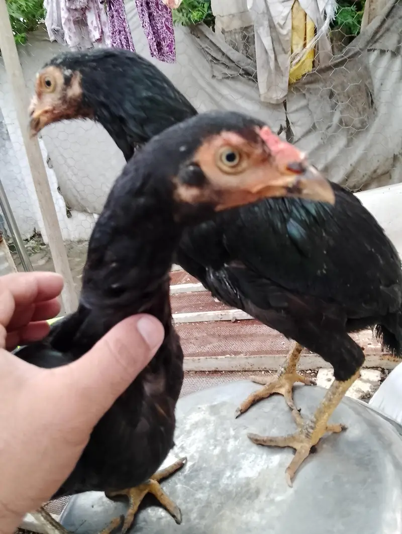 Cheena Male, 2 Black femals — photo 3