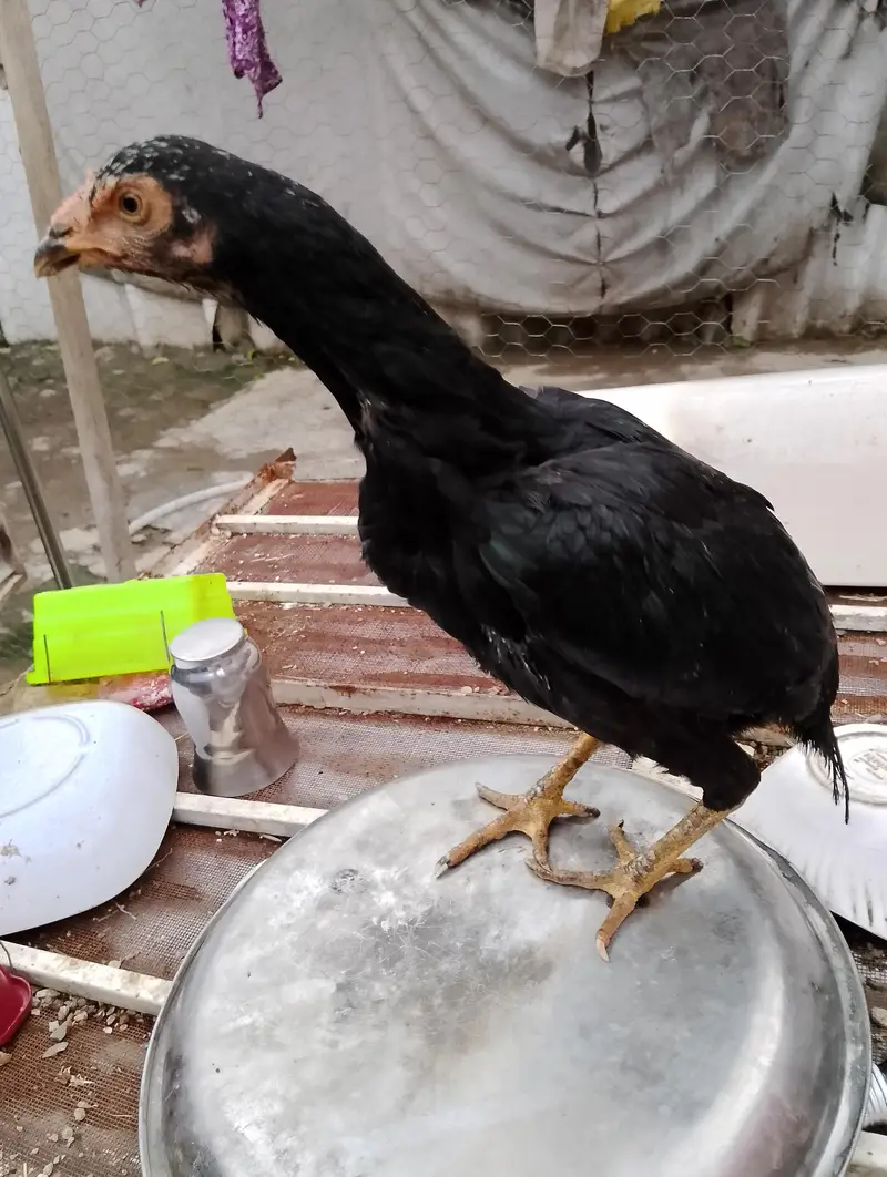 Cheena Male, 2 Black femals — photo 4
