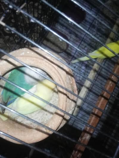 lovebirds pair