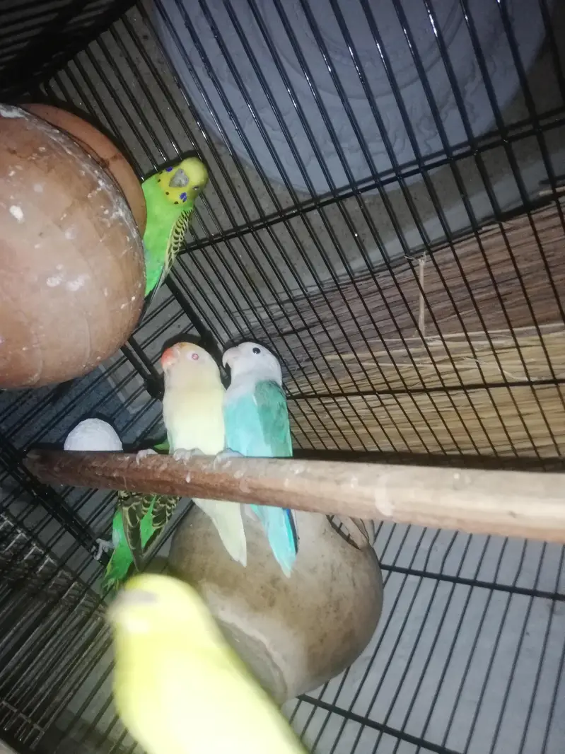 lovebirds pair — photo 3