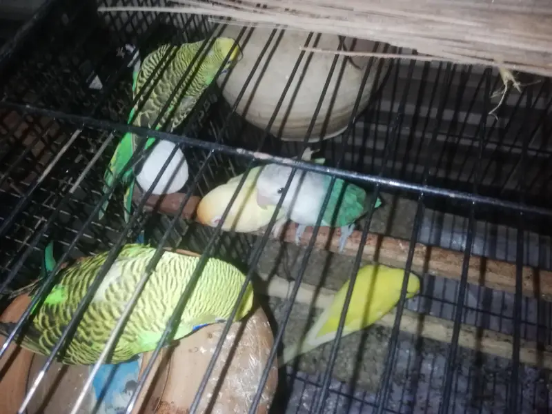 lovebirds pair — photo 4