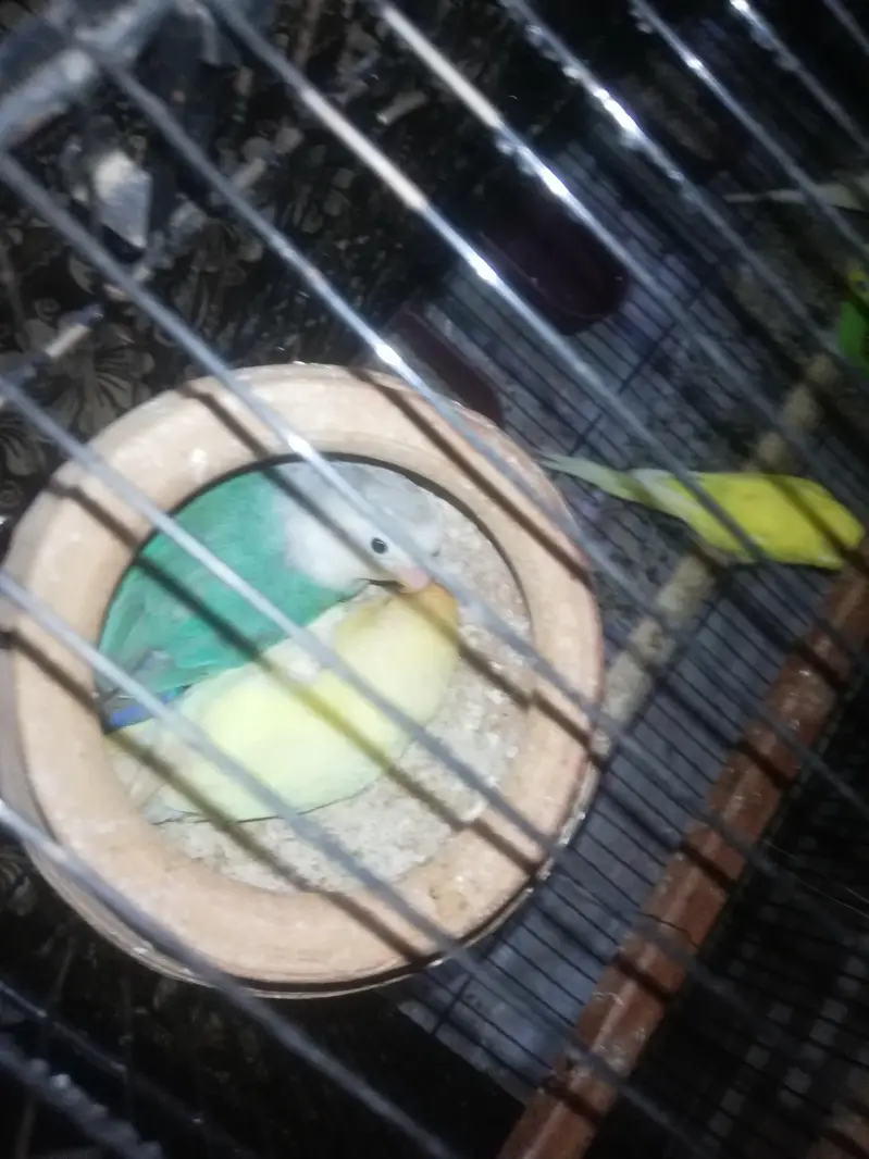 lovebirds pair — photo 5