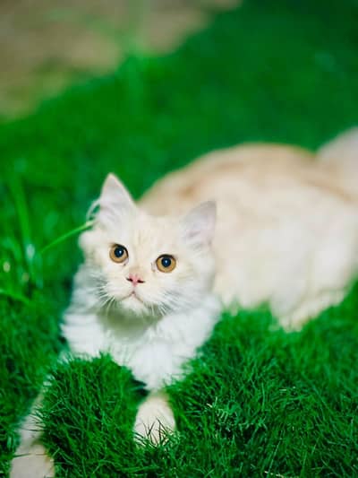 Triple Coat Persian Male Cat