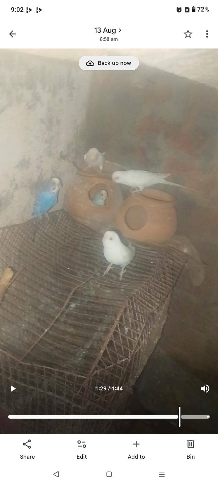 فروخت کے لیے صحت مند بجی کا پیئر 0