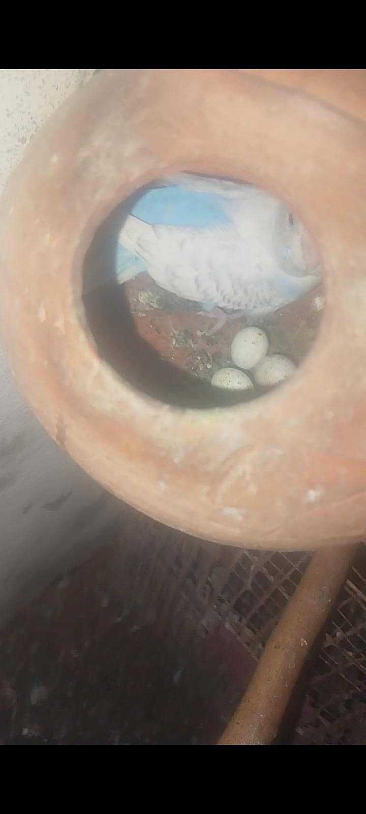 فروخت کے لیے صحت مند بجی کا پیئر 1