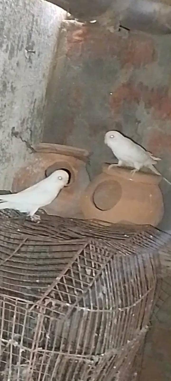 فروخت کے لیے صحت مند بجی کا پیئر 4