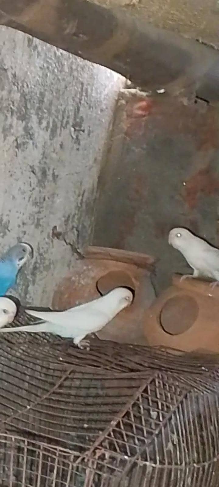 فروخت کے لیے صحت مند بجی کا پیئر 5