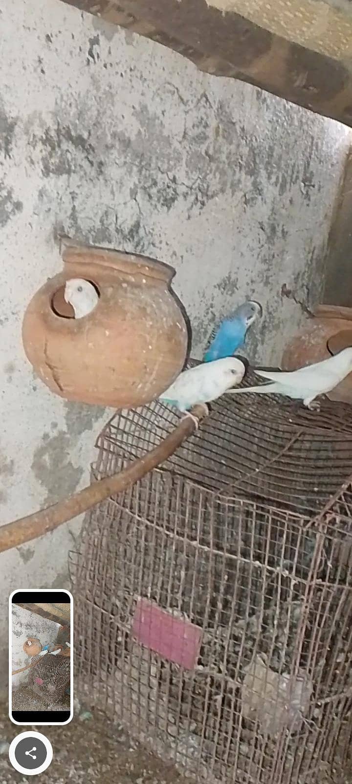 فروخت کے لیے صحت مند بجی کا پیئر 7