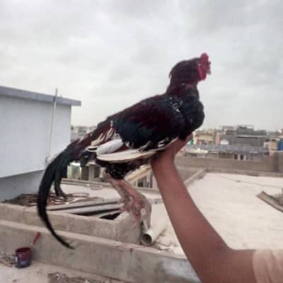High Quality Aseel male lakha mushka