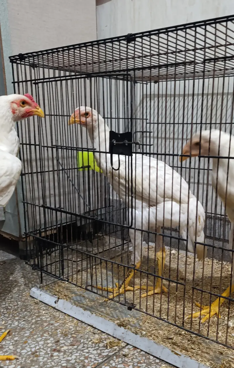 White Shamo Chicks Trio — photo 2