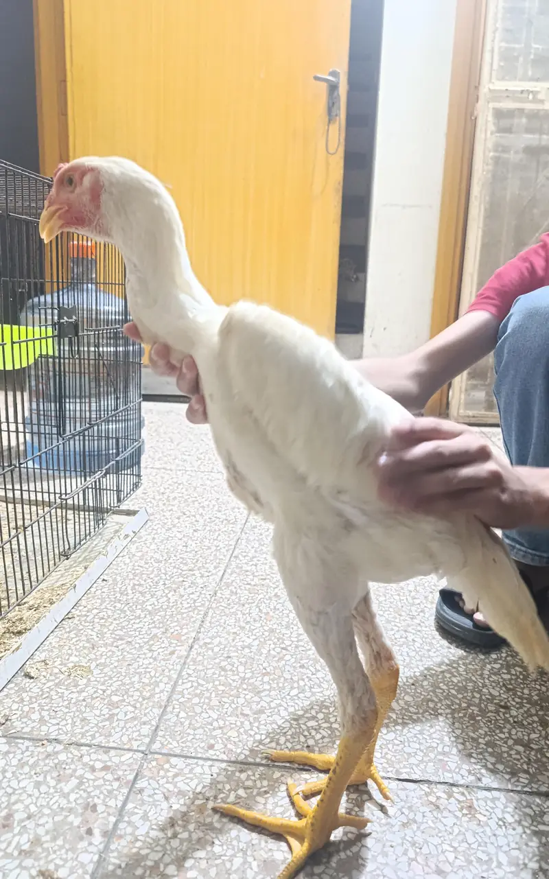 White Shamo Chicks Trio — photo 3