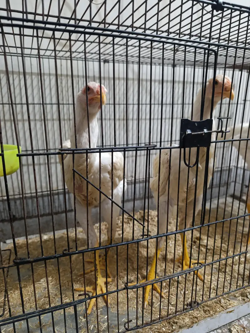 White Shamo Chicks Trio — photo 4