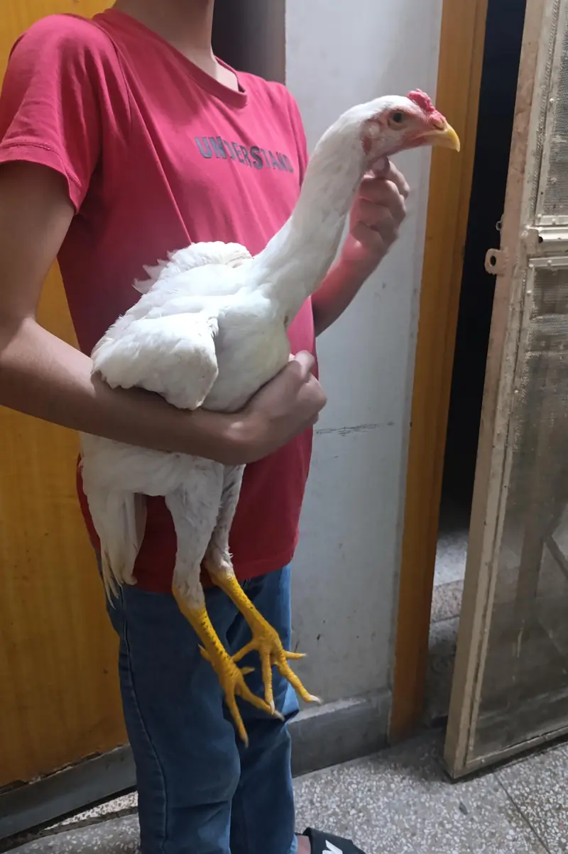 White Shamo Chicks Trio — photo 5