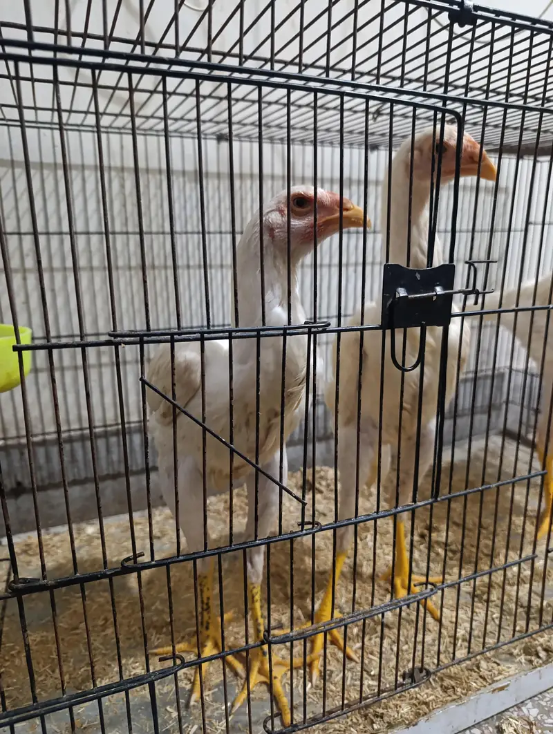 White Shamo Chicks Trio — photo 6