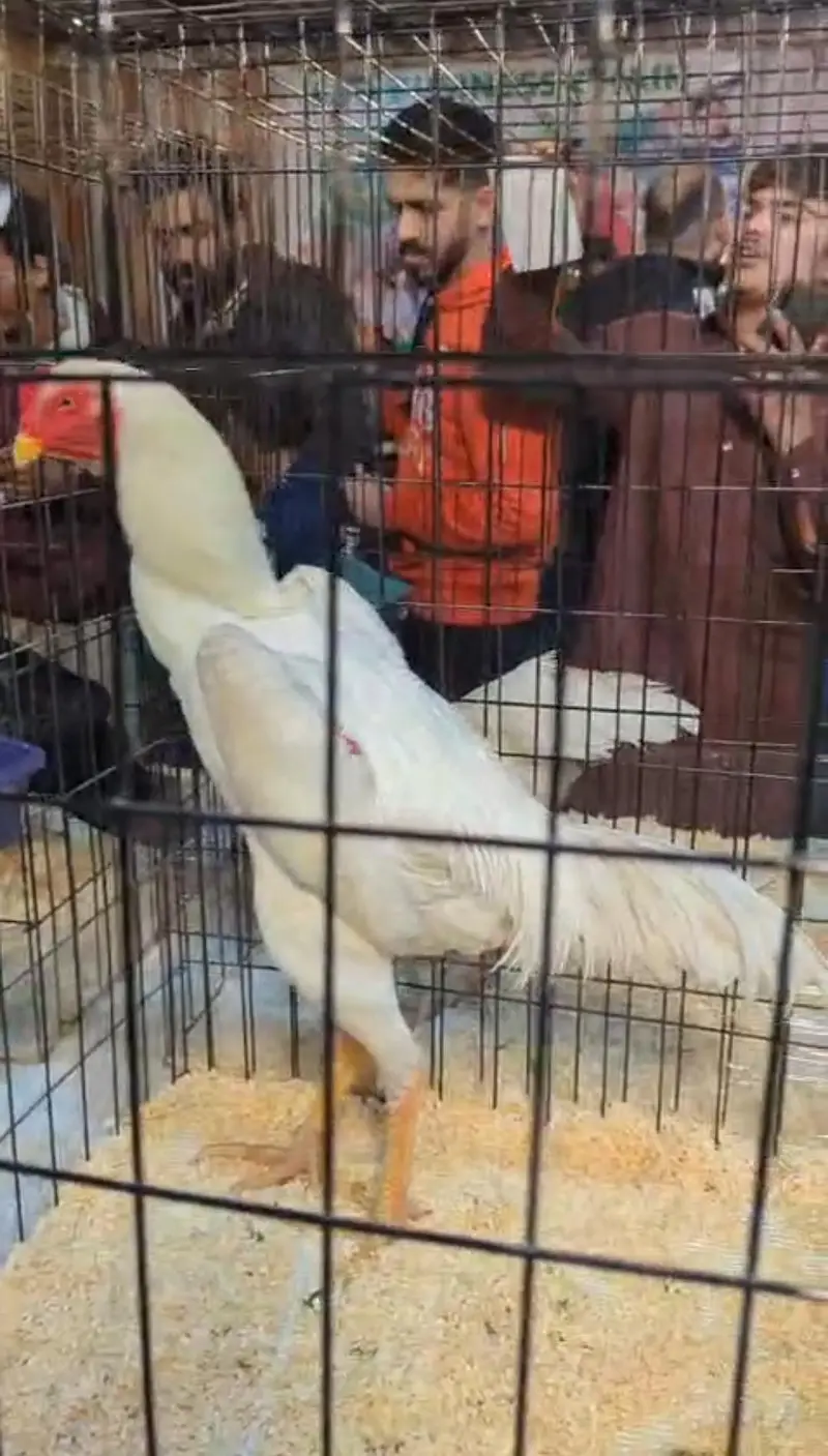 White Shamo Chicks Trio — photo 7