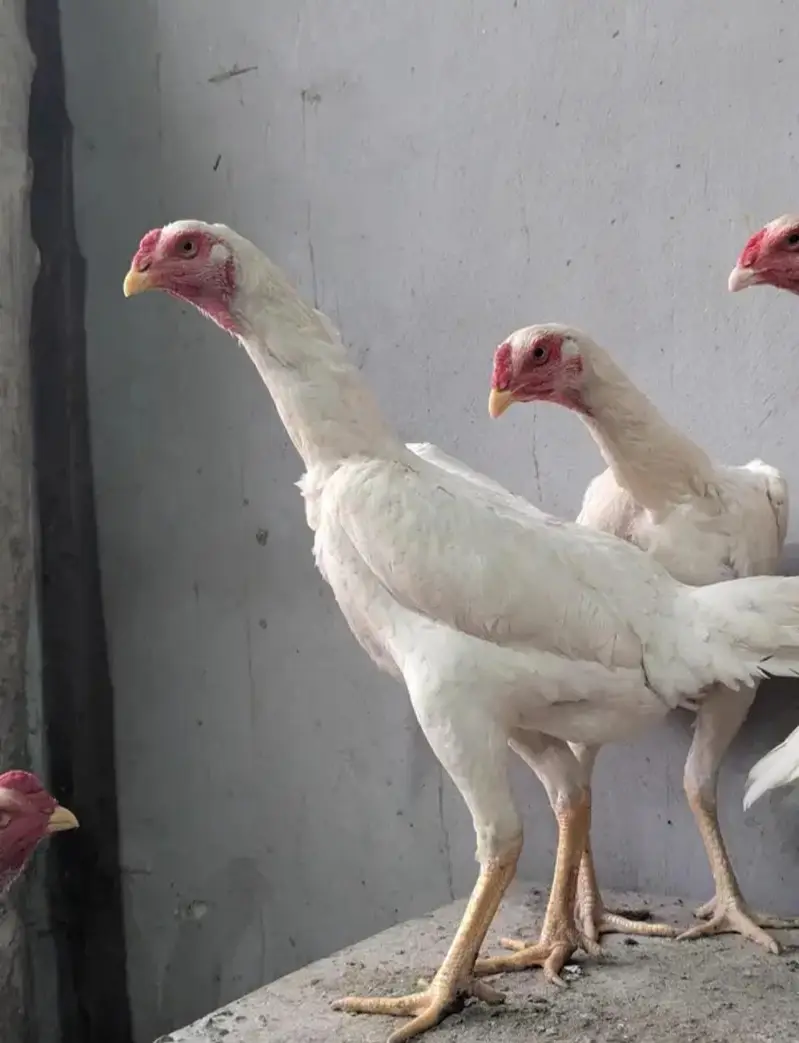 White Shamo Chicks Trio — photo 8
