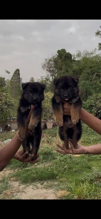 gsd pedigree puppies