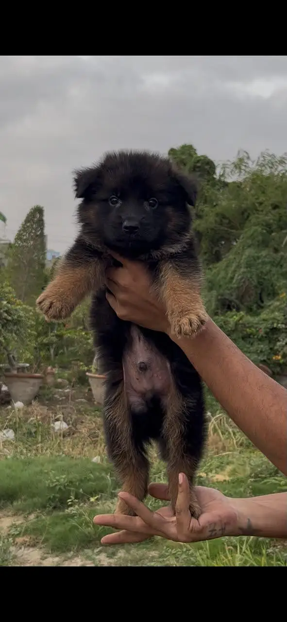 gsd pedigree puppies — photo 2