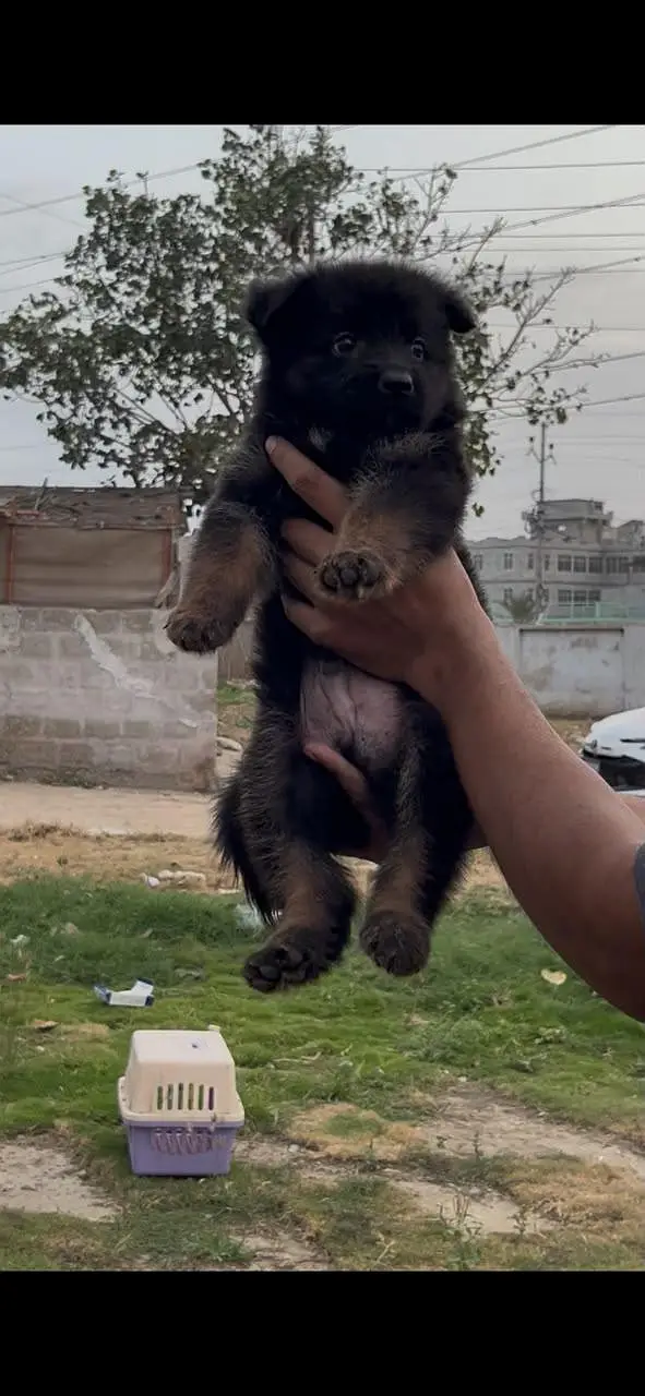 gsd pedigree puppies — photo 3