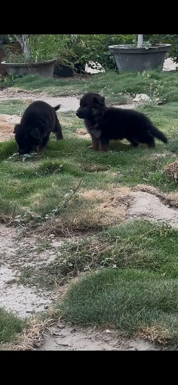 gsd pedigree puppies — photo 4