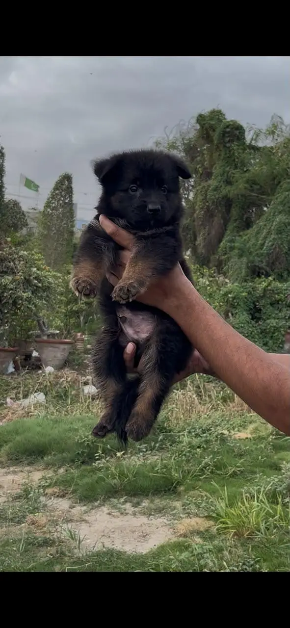 gsd pedigree puppies — photo 5