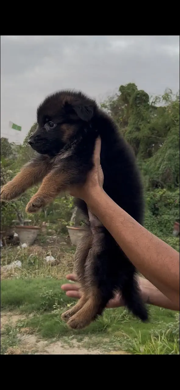gsd pedigree puppies — photo 6