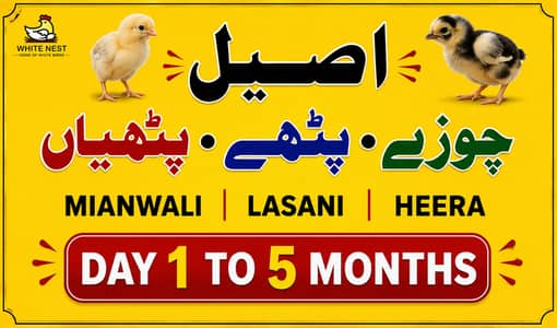 Aseel Chicks of Mianwali Lasani Lakha Jawa Mushka Heera, Light Sussex