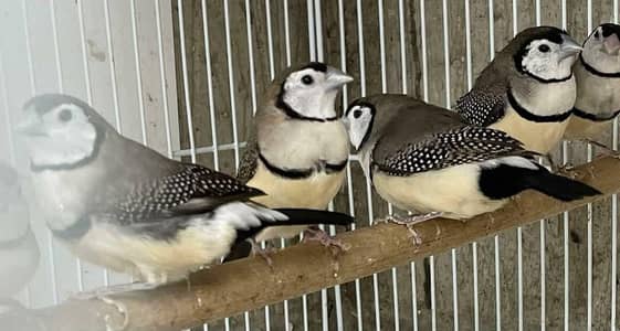 first breed Karenge