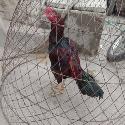 aseel murga for sale