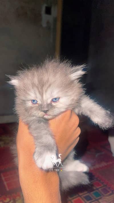 Russian cat baby available for sell WhatsApp 03313959216