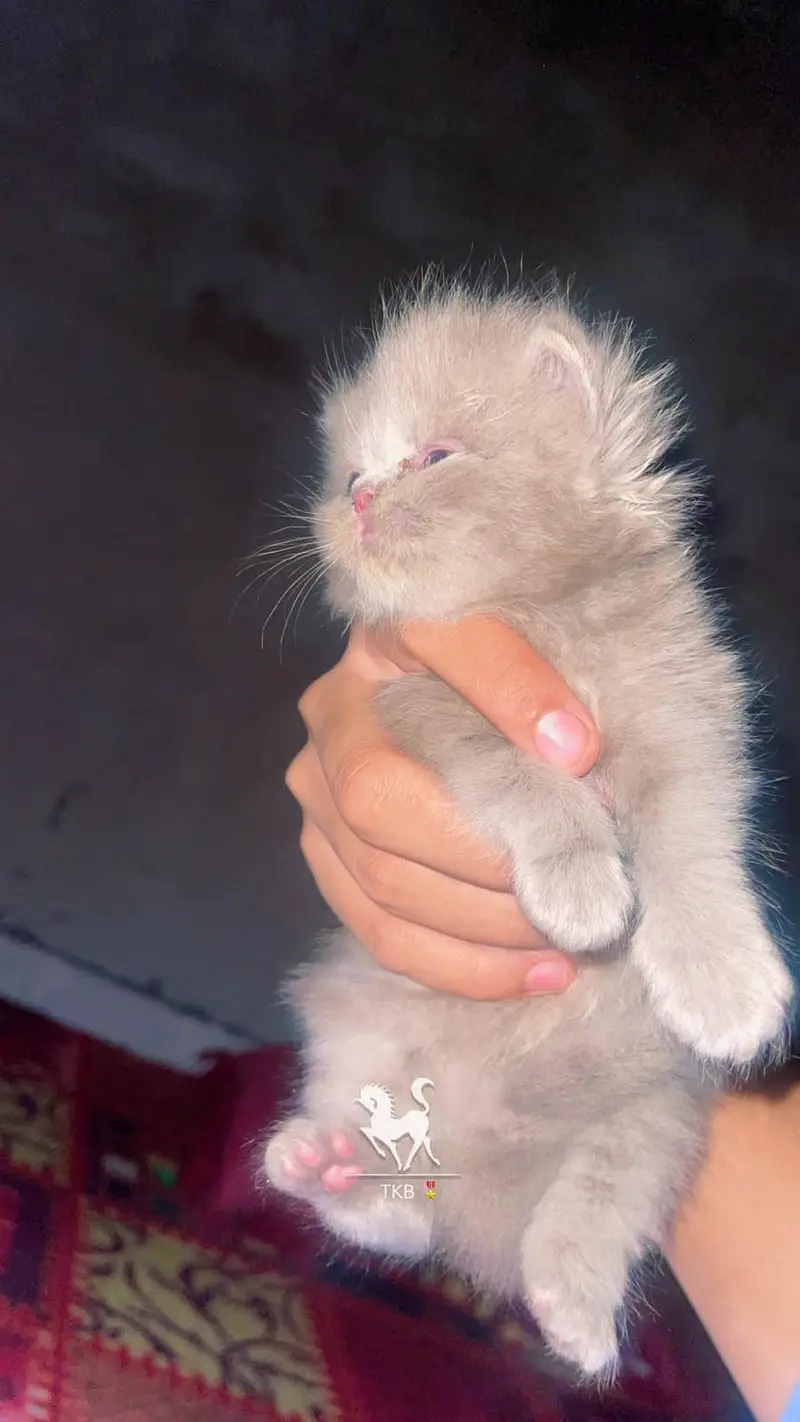 Russian cat baby available for sell WhatsApp 03313959216 — photo 2