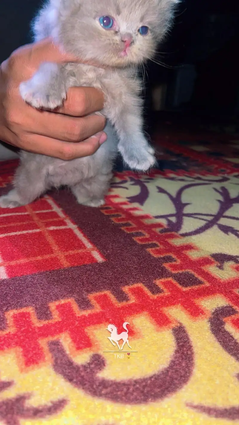 Russian cat baby available for sell WhatsApp 03313959216 — photo 3