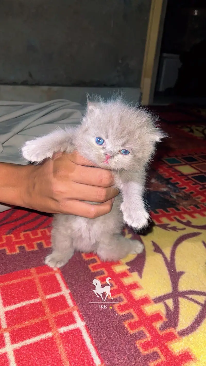 Russian cat baby available for sell WhatsApp 03313959216 — photo 4