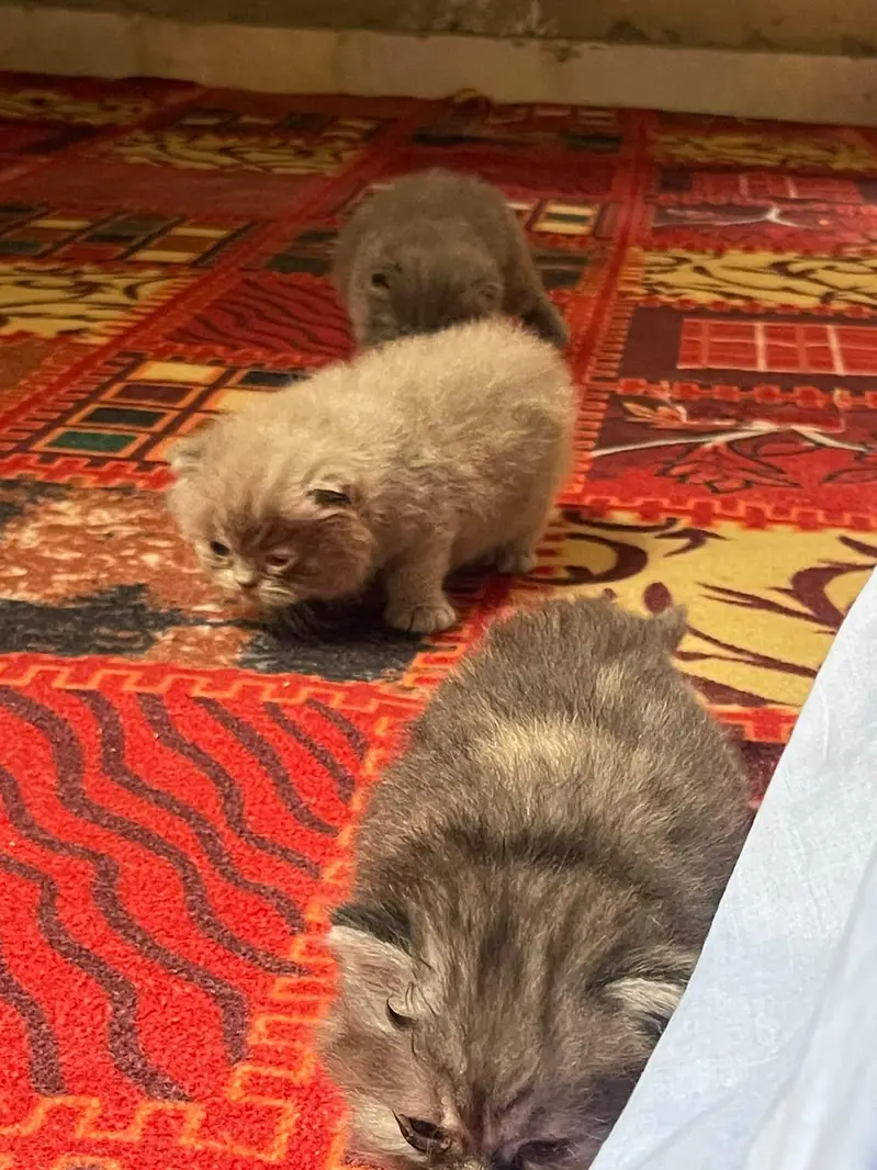 Russian cat baby available for sell WhatsApp 03313959216 — photo 5