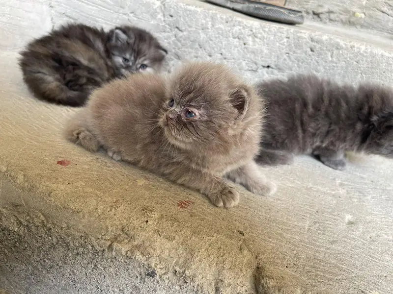 Russian cat baby available for sell WhatsApp 03313959216 — photo 8