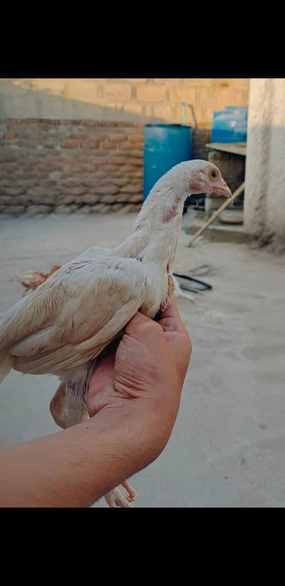 Heera Aseel Male Chick- Whatsapp 0/3/1/9/9/6/2/8/7/0/5