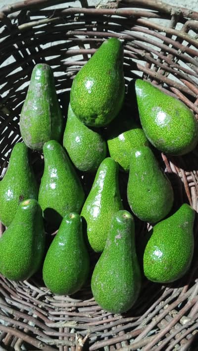 Avacardos . fine quality