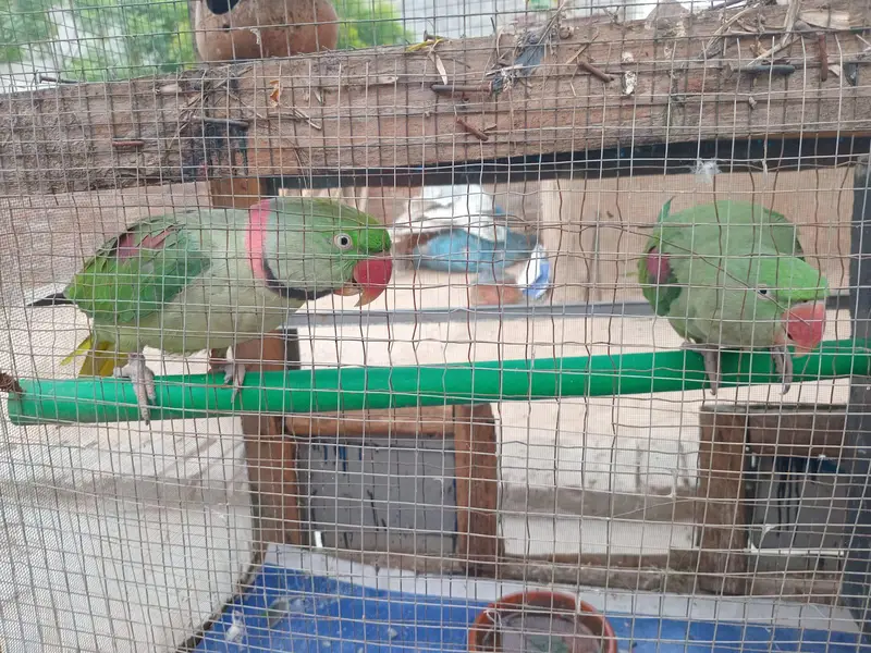 Raw parrot breedar pair — photo 2