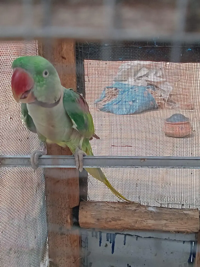 Raw parrot breedar pair — photo 3
