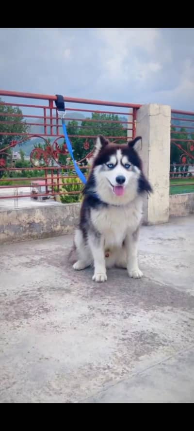 Premium Wooly Siberian Husky Male – Striking Blue Eyes | For Sale