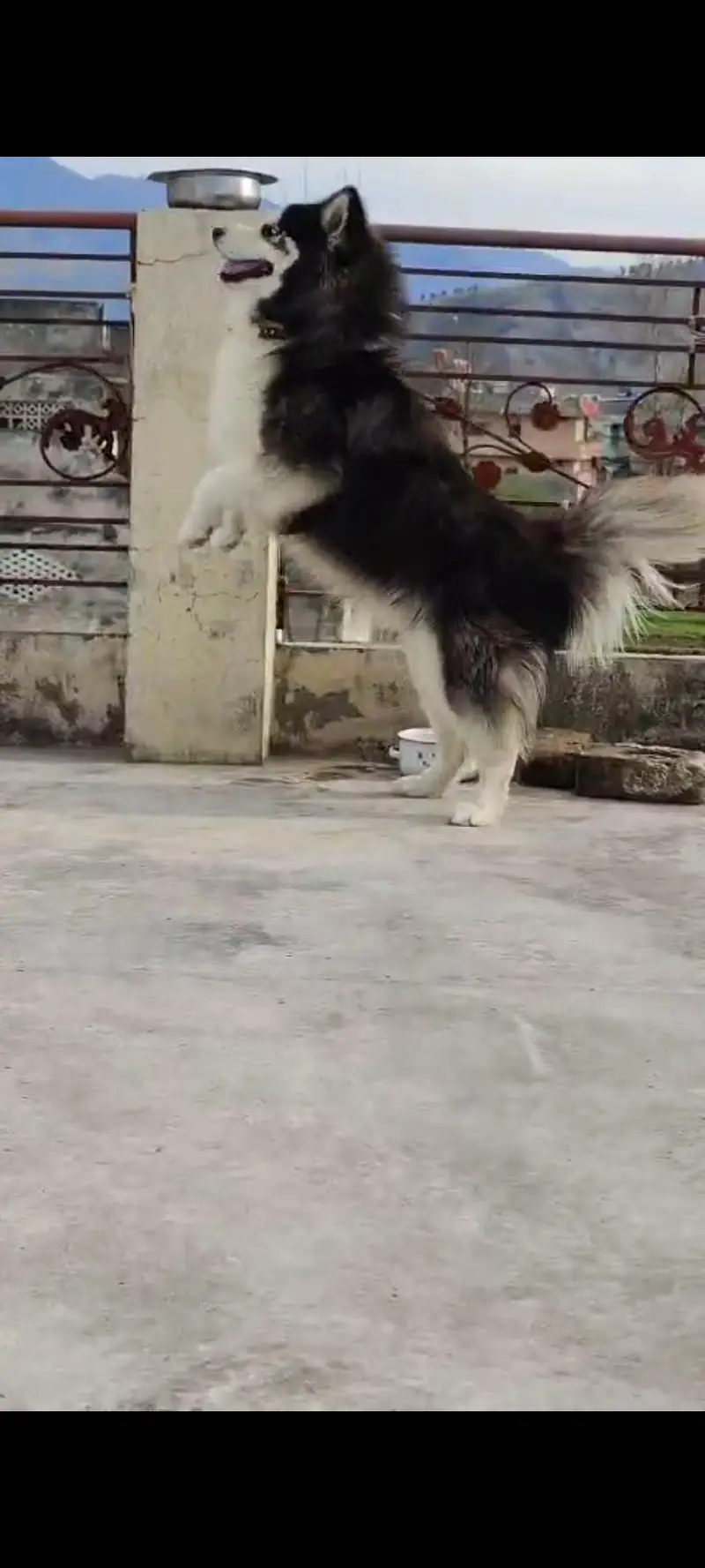 Premium Wooly Siberian Husky Male – Striking Blue Eyes | For Sale — photo 2